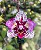 Phal. Lianher Happy Pearl